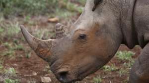 Рог носорога на черном рынке стоит дороже золота и платины. Фото: BBC
