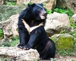 Гималайский медведь. Фото: http://www.rigma.info