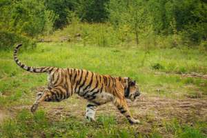 Тигр Упорный. Фото: http://pda.fedpress.ru