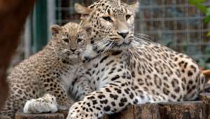 Переднеазиатские леопарды. Фото: http://news.zapoved.ru