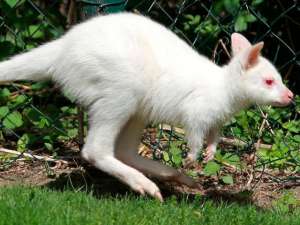Кенгуренок-альбинос умер от стресса в новосибирском контактном зоопарке. Фото: Global Look Press