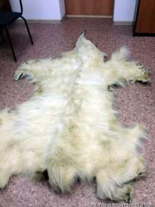 Конфискованная у браконьеров шкура белого медведя. Фото: Виктор Никифоров/WWF России