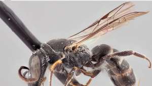 Пчела Chilicola charizard, названная в честь покемона Чаризарда. 