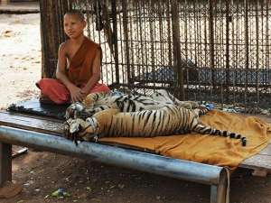 На территории скандально известного буддийского монастыря в тайской провинции Канчанабури, откуда власти эвакуируют тигров, обнаружены трупы еще ,более 30 тигрят. Фото: Города и Страны