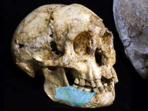 Теперь австралийские палеонтологи раскопали фрагмент челюсти и несколько зубов, по всей видимости, принадлежавших одному взрослому и двоим детям - предположительно, предкам &quot;хоббитов&quot;. Фото: University of Wollongong