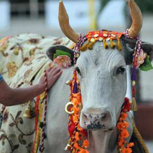 Корова в Индии. Фото: http://tbn-tv.ru
