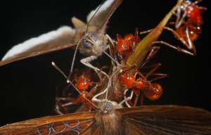 Именно так бабочки обворовывают муравьёв, питаясь из &quot;взрощенных&quot; ими источников нектара. Фотография Phillip Torres.