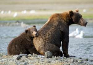 Бурый медведь (Аляска). patrickmoody / flickr.com