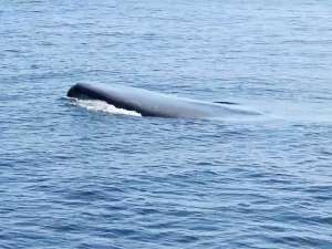 У побережья города Дана-Пойнт, штат Калифорния, специалисты пытаются освободить голубого кита, запутавшегося в рыболовных снастях. К месту происшествия отправили команду экспертов федерального уровня. Фото: Dolphin Safari / www.youtube.com