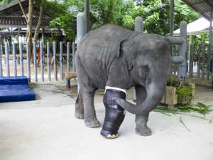 Фото: Asian Elephant Foundation