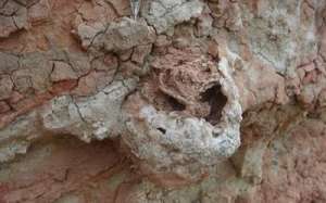 Гнездо термитов, сохранившее остатки «фермы». Возраст — 25 миллионов лет. © H. Hilbert-Worf, James Cook University
