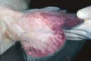 Цианоз кожи уха у свиньи, больной африканской чумой свиней. wikipedia.org