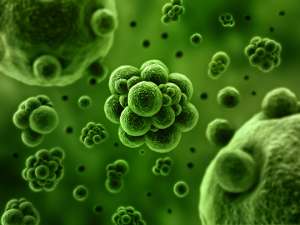 Некоторые бактерии обладают удивительными свойствами. © Image Wizard | Shutterstock