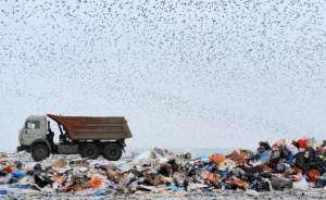 Пять миллионов тонн отходов «хоронят» на стихийных свалках и давно закрытых полигонах. Фото: Рюмин Александр/ ТАСС