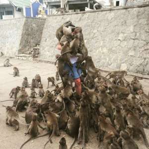 Дикие обезьяны нередко доставляют людям множество проблем. Очередное доказательство этого тезиса пришло из Таиланда. Фото: ICanOnlyTellLies/imgur.com