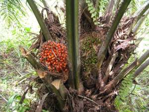 Пальмовое масло — растительное масло, получаемое из мясистой части плодов масличной пальмы (Elaeis guineensis). wikipedia.org