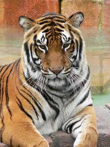 Бенгальский тигр. Фото wikipedia.org