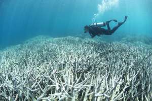 Ученые впервые наглядно продемонстрировали смертельную опасность потепления воды для кораллов. Иллюстрация naked-science.ru