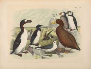 Бескрылая гагарка (Pinguinus impennis). Иллюстрация: Biodiversity Heritage Library/Flickr.com