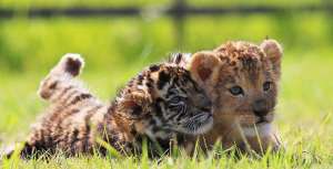 Умилительные фотографии тесной дружбы львенка и тигренка из японского зоопарка покорили сердца пользователей Сети по всему миру.