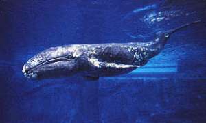 Серый кит. Фото wikipedia.org