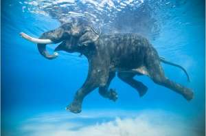 Слоны — очень хорошие пловцы! (Фото: Jody MacDonald, flytothesky.ru)