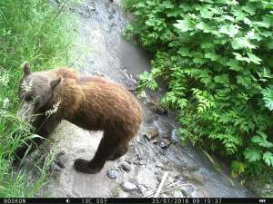 Медведь. Фото Природный парк «Вулканы Камчатки»