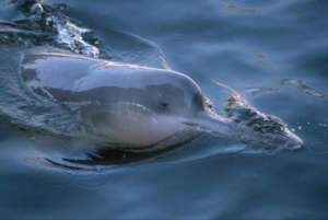 Китайский речной дельфин – одно из редчайших животных в мире. (Фото иллюстративно) (Photo: guancha.cn)