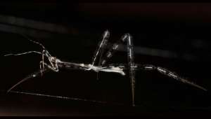 Учёные не уточняют, сколько пауков было скормлено клопам в эксперименте, но, вероятно, в расход пошли десятки паукообразных. Фото Fernando Soley/Macquarie University.