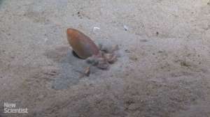 Ученые из Университета Мельбурна обнаружили скрытый талант южного песчаного осьминога – он может за считанные секунды вырыть в песке убежище и спрятаться в нем. Этот процесс впервые удалось снять на видео.