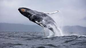 Прыжки над водой и сопровождающий их шум оказались для китов-горбачей способом коммуникации.