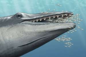 Редкие останки позволили понять, как питались предки современных усатых китов до того, как у них развился китовый ус.