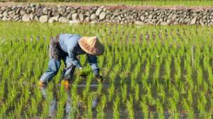 Рисовые плантации являются одним из значительных источников метана. THINKSTOCK