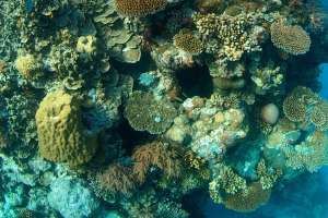 Коралловые рифы. Фото ЮНЕП