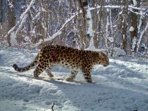 Фото leopard-land.ru