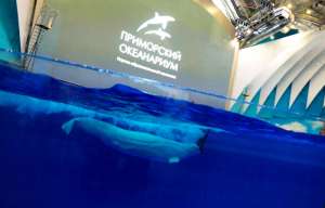 Дельфинарий Приморского океанариума. Фото: ТАСС, Юрий Смитюк