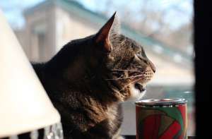 Все владельцы кошек слышали эти странные и смешные звуки, издаваемые питомцем: они похожи на стрекот или треск. Специалисты объяснили, что все это значит.