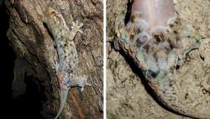 Новый вид геккона в момент скидывает свои чешуйки, чтобы удрать от хищника. Фото Frank Glaw.