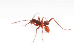 Ученые-энтомологи открыли новый вид жуков, которые используют муравьев в качестве транспорта. Это далеко не единственный случай такого поведения в мире насекомых, но он, тем не менее, весьма любопытен.