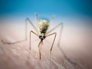 Малярийный комар / Gustave Deghilage/Flickr