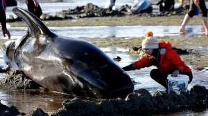 Выбросившиеся на берег Новой Зеландии дельфины могут взорваться. Фото: Reuters