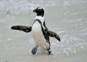 Африканский пингвин. © Sergey Uryadnikov | shutterstock.com