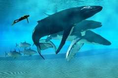 Сегодня во всем мире отмечается День китов (Фото: Catmando, Shutterstock)