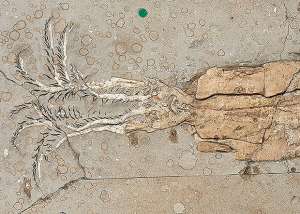 Окаменевшие останки белемнита Belemnoteuthis antiquus возрастом 166 миллионов лет / Jonathan Jackson and Zo&amp;#235; Hughes / NHMUK