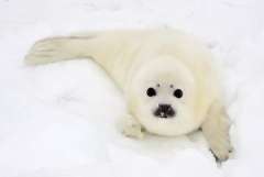 Бельки – детеныши гренландского тюленя (Фото: Vladimir Melnik, Shutterstock)