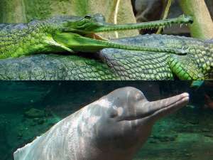 Гангский гавиал и амазонский дельфин Wikimedia Commons