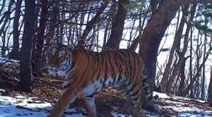 Фото: Лазовский заповедник и нацпарк «Зов тигра»