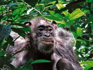 Шимпанзе в лесу Нгого / Brian Wood, Yale University