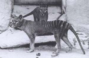 Национальный зоологический парк, фото 1902 года. CREDIT: PA