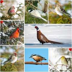 Сегодня вся планета отмечает Международный день птиц (Фото: KellyNelson, Shutterstock)